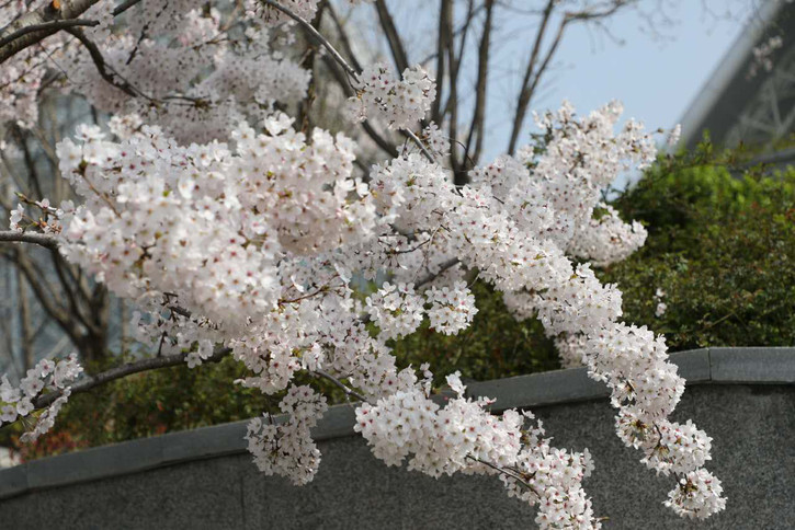 青岛世博园手机版门票:百万欧洲名贵花卉绚丽绽放 4月就到青岛世博园畅游花海节-第5张图片-太平洋在线下载