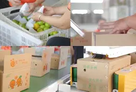 橘子分流客户端橘子游戏平台官网origin-第1张图片-太平洋在线下载