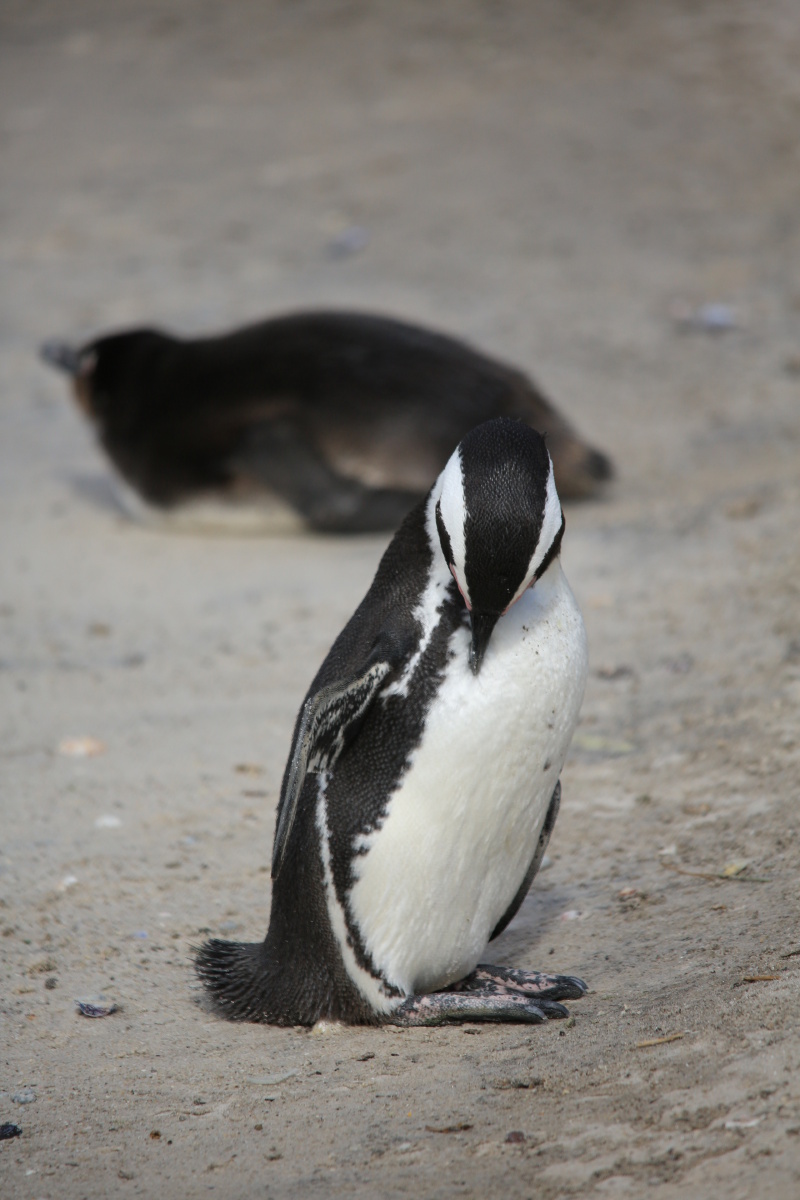 南非版的苹果手机(南非苹果的产地在哪里)-第7张图片-有道翻译官网