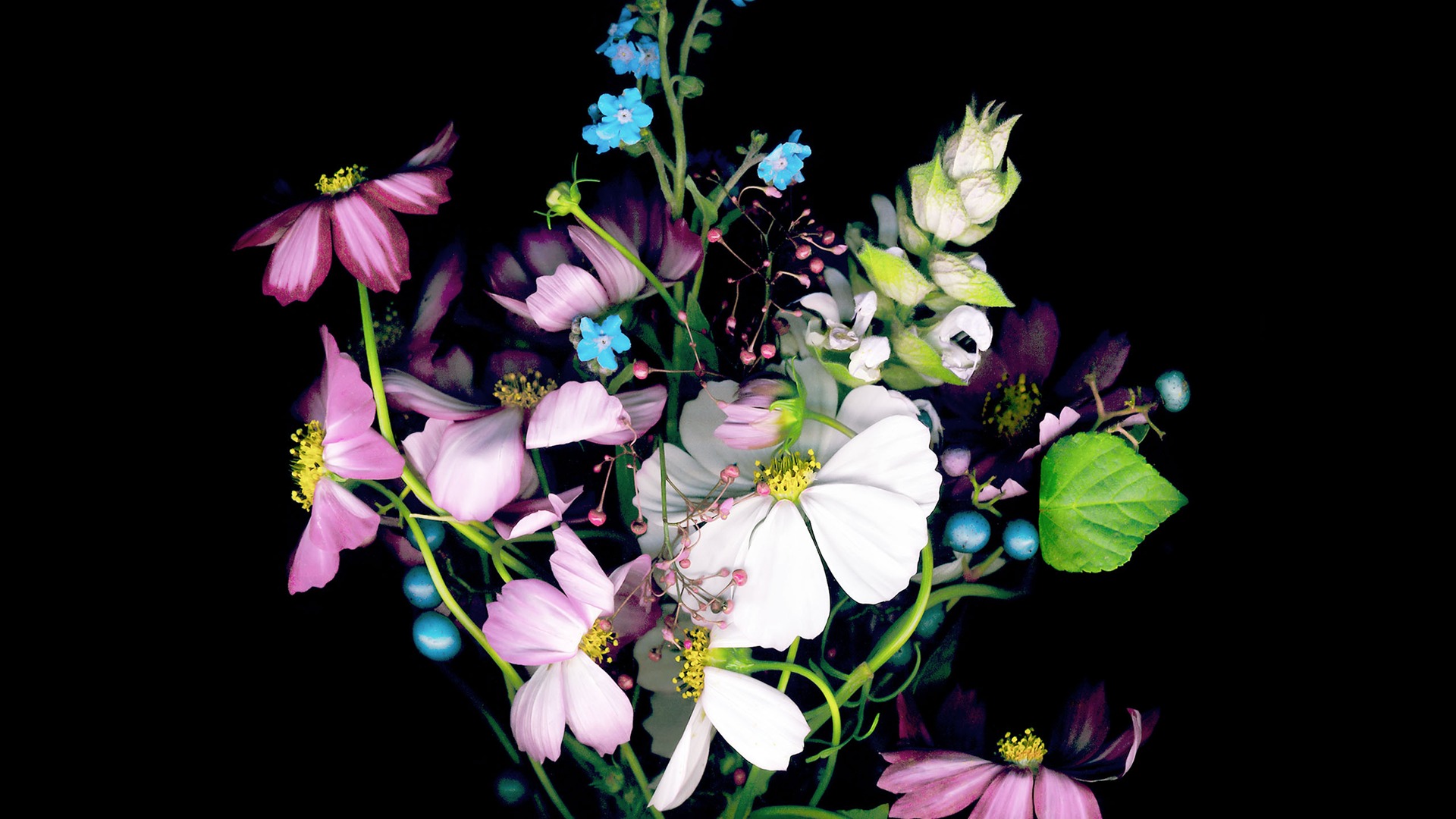 苹果版普通壁纸高清(苹果版普通壁纸高清图片)-第5张图片-有道翻译官网