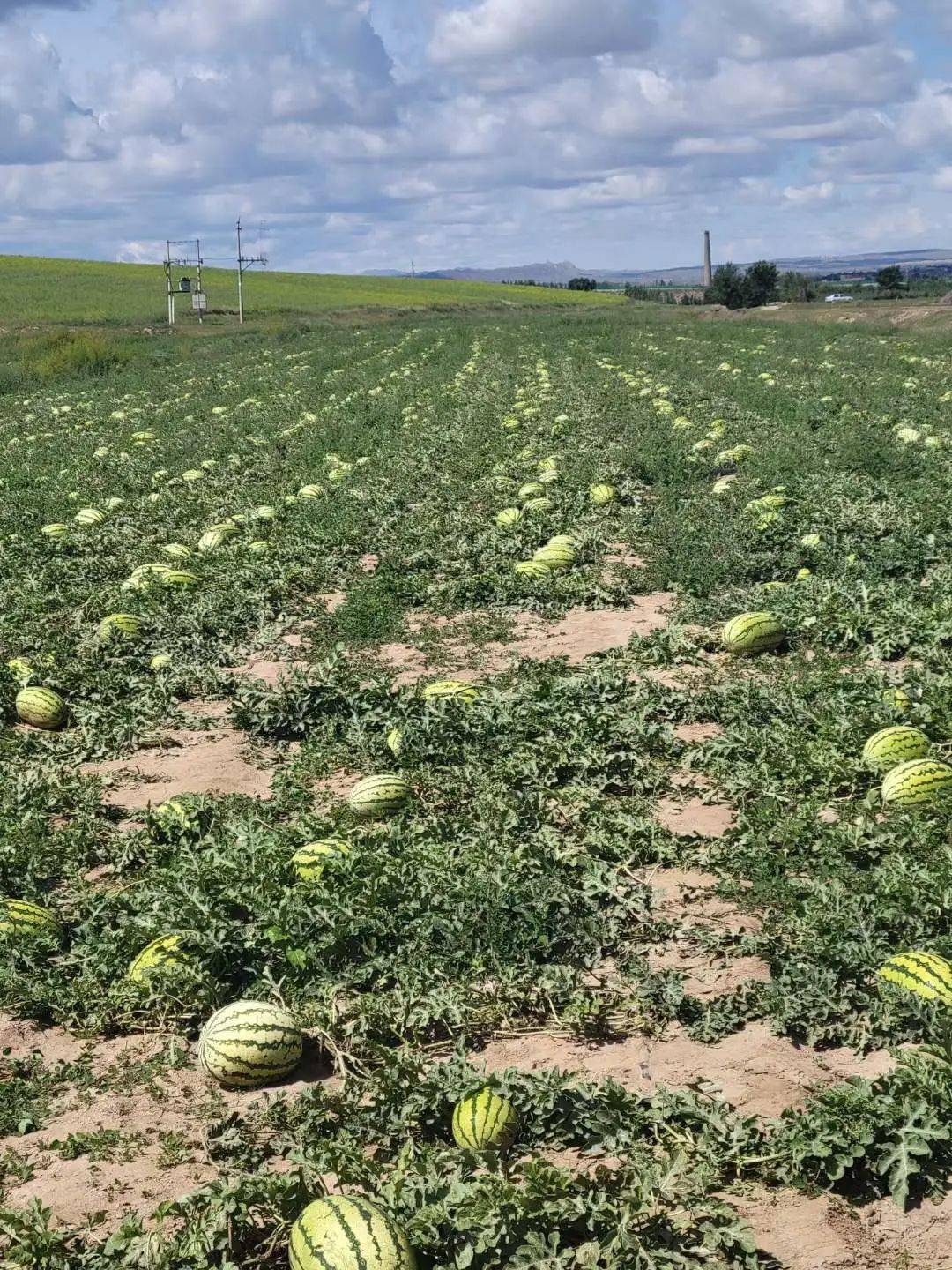 多彩固阳苹果版下载(多彩固原阅读理解及答案)-第3张图片-有道翻译官网 多彩固阳苹果版下载(多彩固原阅读理解及答案)-第3张图片-有道翻译官网