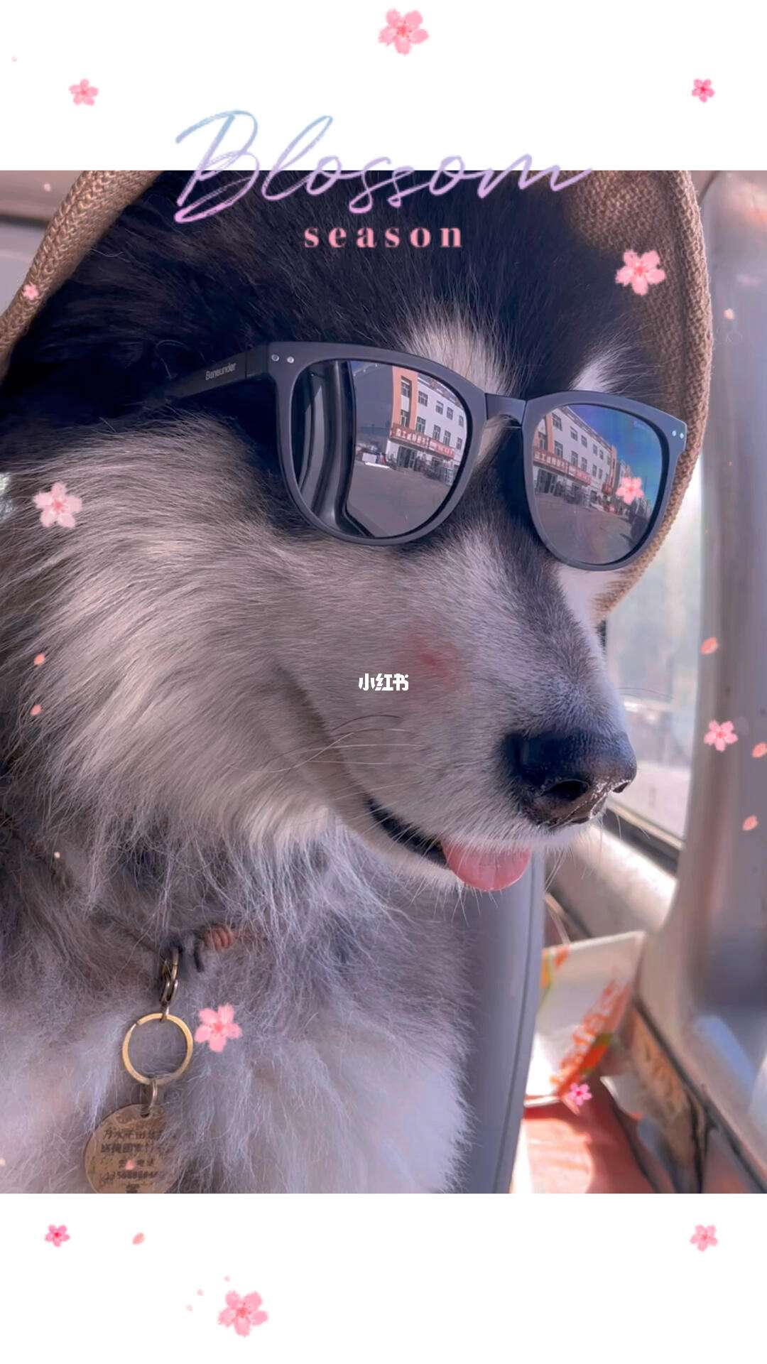 狗老板搞笑版下载苹果版(狗老板搞笑版下载苹果版软件)-第10张图片-有道翻译官网