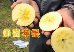 魔法树枝手机版苹果(魔法哈奇手机版官方最新版)