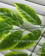 魔法树枝手机版苹果(魔法哈奇手机版官方最新版)-第33张图片-有道翻译官网